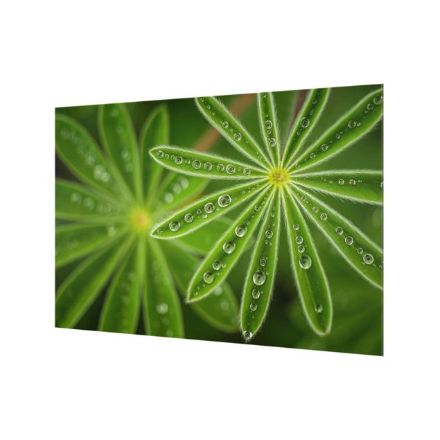 Glass Splashback - Morning Dew On Lupine Leaves - Landscape 2:3