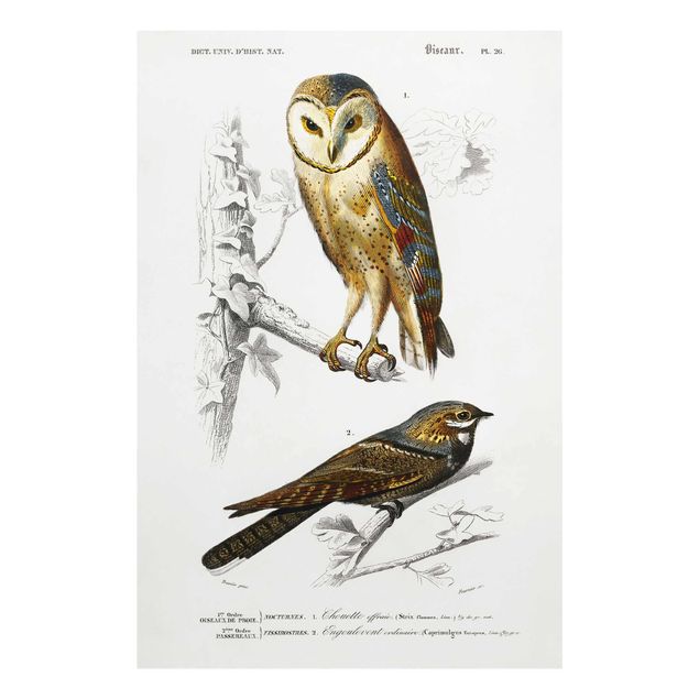 Prints brown Vintage Board Owl And Swallow
