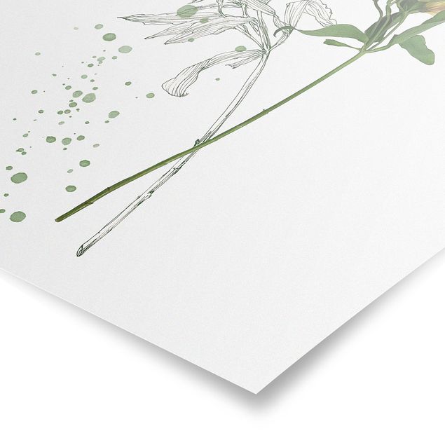 Contemporary art prints Botanical Watercolour - Lily