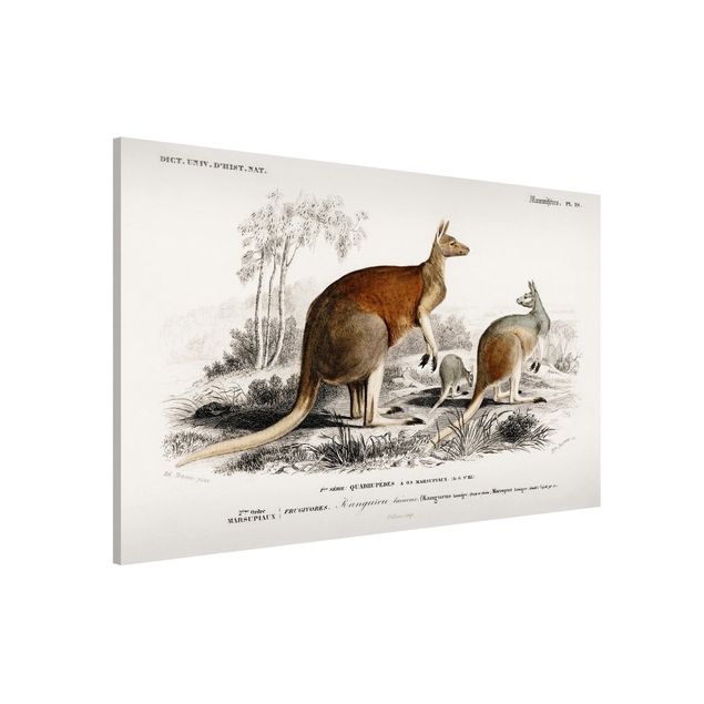 Kitchen Vintage Board Kangaroo