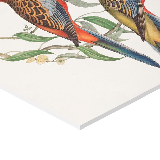 Prints Tropical Parrot Set I
