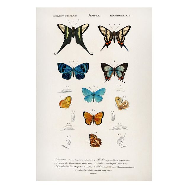 Butterfly framed art Vintage Board Butterflies I
