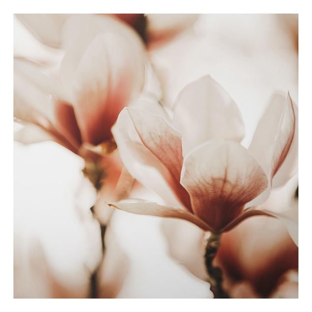 Prints floral Delicate Magnolia Flowers In An Interplay Of Light And Shadows