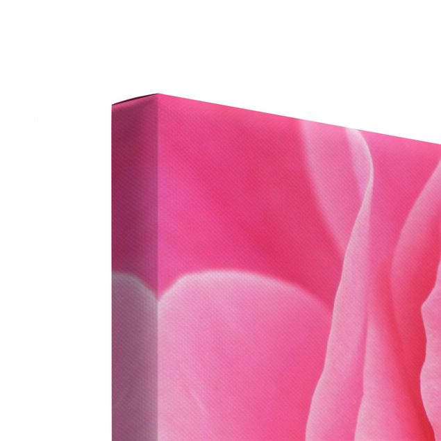 Canvas wall art Lustful Pink Rose
