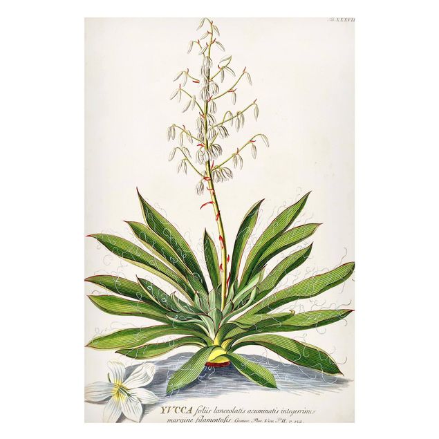Landscape wall art Vintage Botanical Illustration Yucca