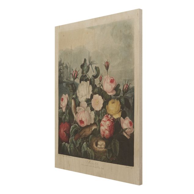 Wood prints vintage Botany Vintage Illustration Of Roses