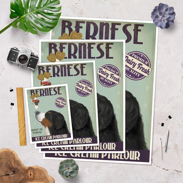 Poster print Bernese Mountain Dog With Ice