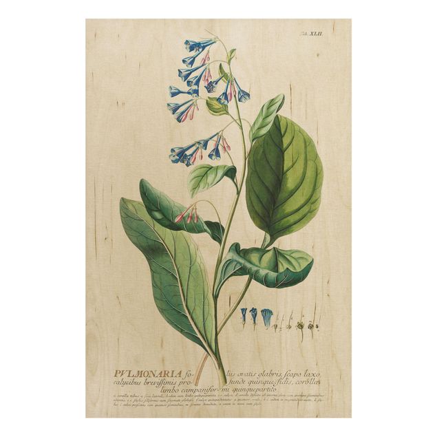 Wood prints flower Vintage Botanical Illustration Lungwort