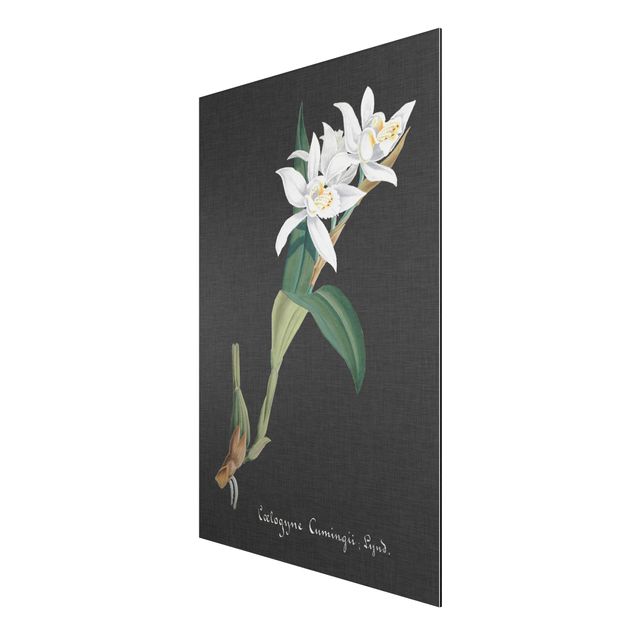 Vintage posters White Orchid On Linen II
