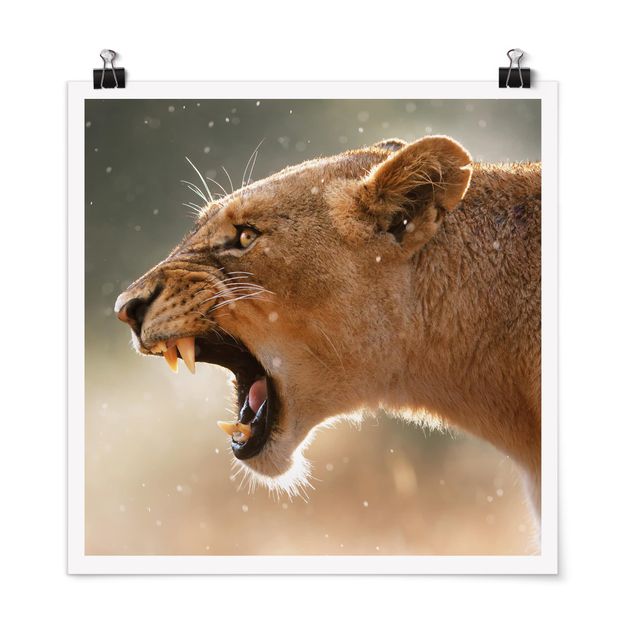 Lion wall art Lioness on the hunt