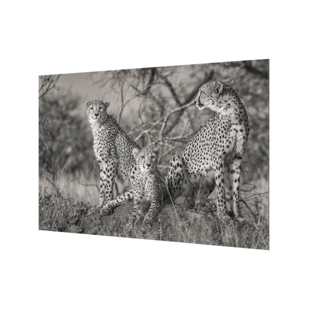 Glass Splashback - Three Cheetahs - Landscape 2:3