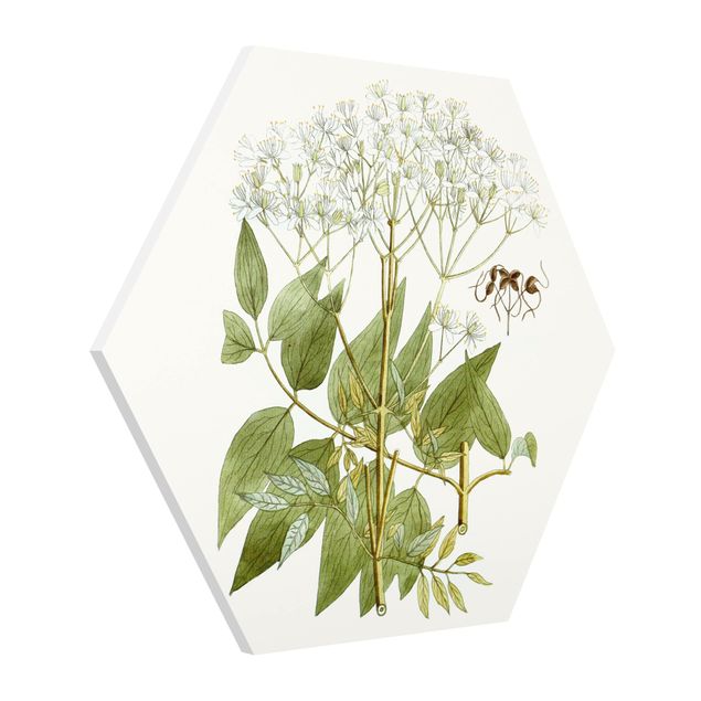 Prints flower Wild Herbs Board V