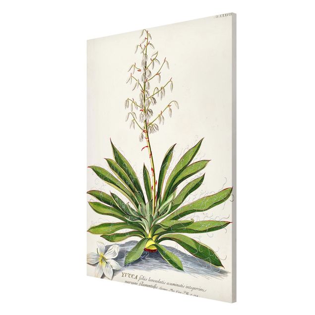 Magnet boards flower Vintage Botanical Illustration Yucca