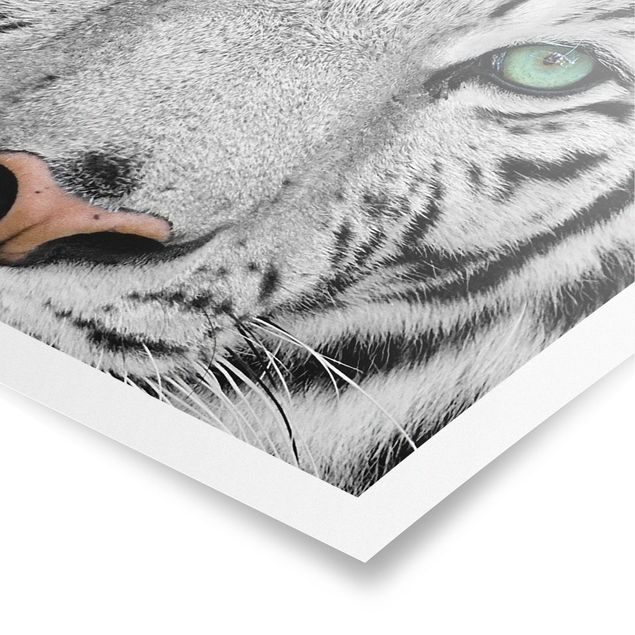Modern art prints White Tiger