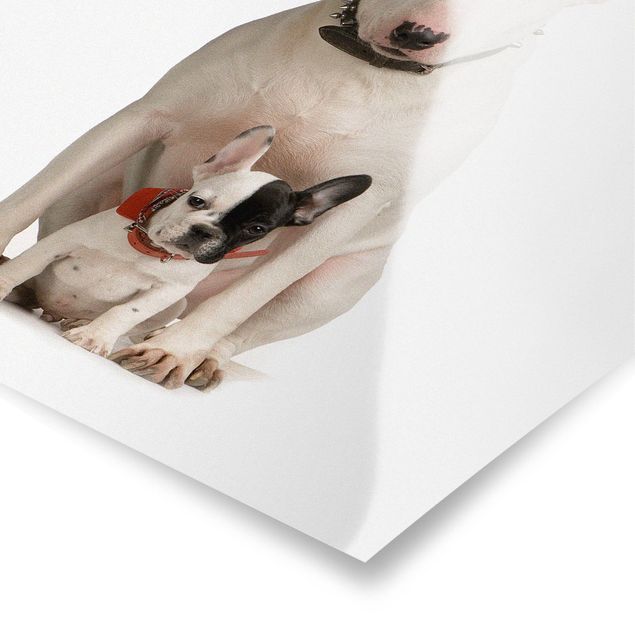Posters animals Bull Terrier and Friend