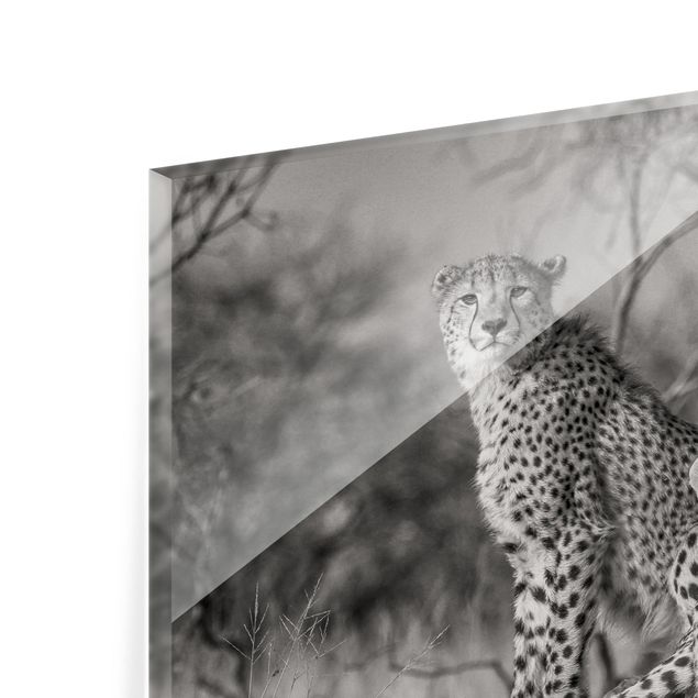 Glass Splashback - Three Cheetahs - Landscape 2:3