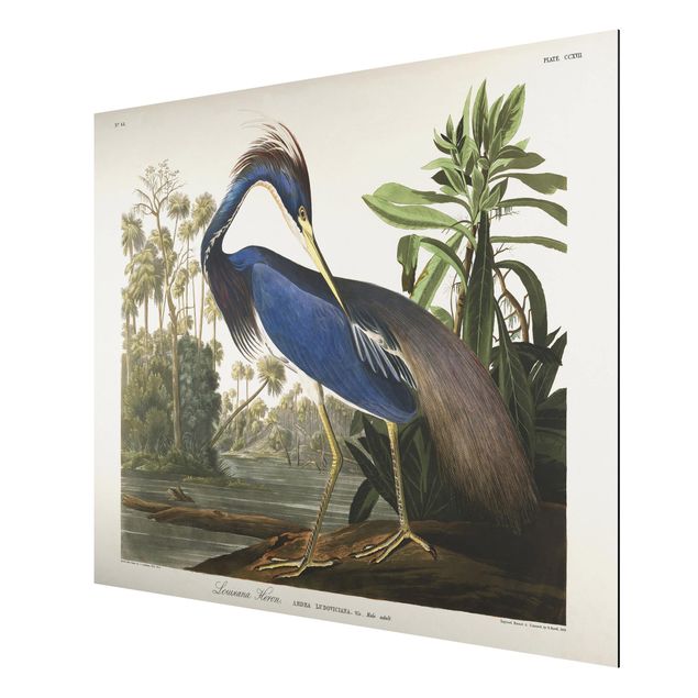 Prints animals Vintage Board Louisiana Heron
