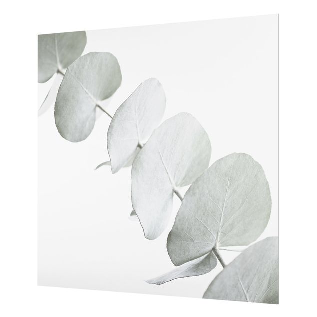 Splashback - Eucalyptus Branch In White Light - Square 1:1