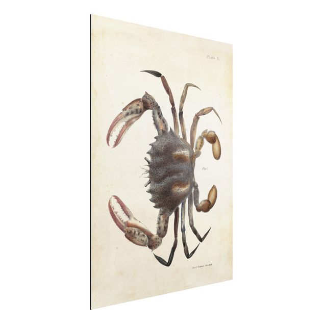 Kitchen Vintage Illustration Crab