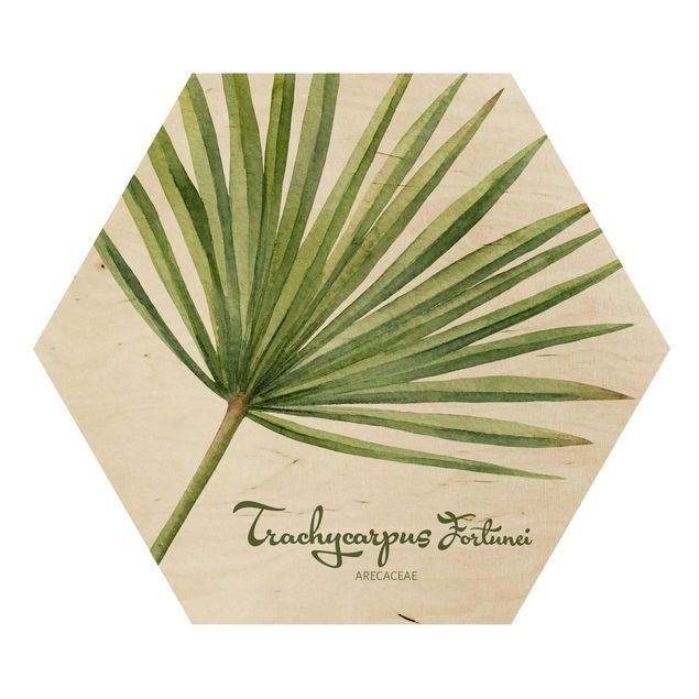 Wood photo prints Watercolour Botany Trachycarpus Fortunei