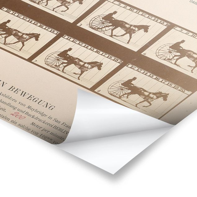 Prints Eadweard Muybridge - The horse in Motion