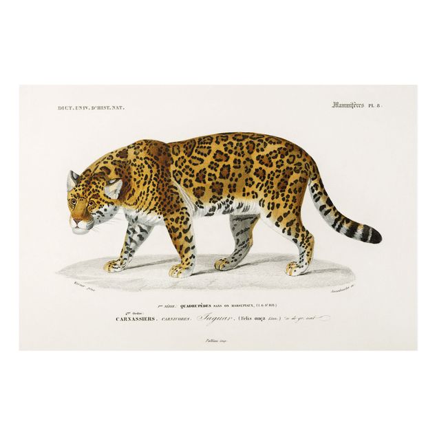 Tiger prints Vintage Board Jaguar