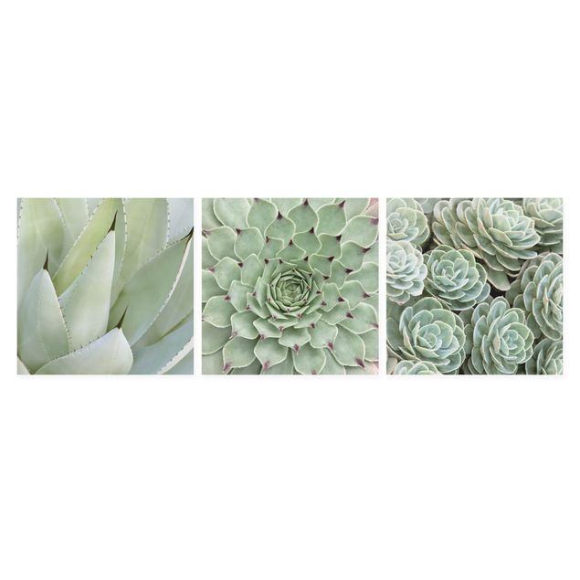 Prints Agave and Succulent Trio