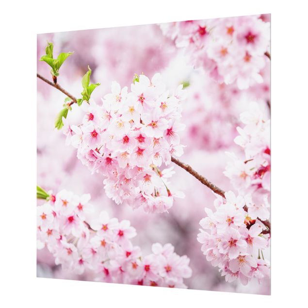 Splashback - Japanese Cherry Blossoms - Square 1:1