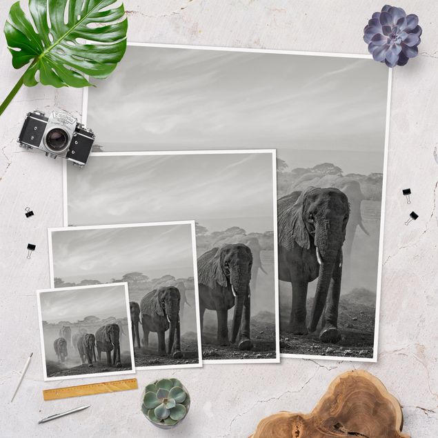 Black and white art Herd Of Elephants