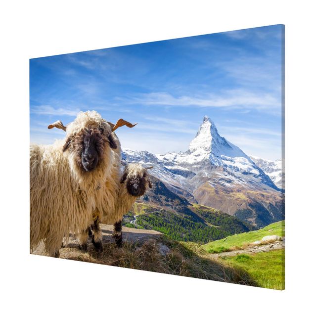 Mountain prints Blacknose Sheep Of Zermatt