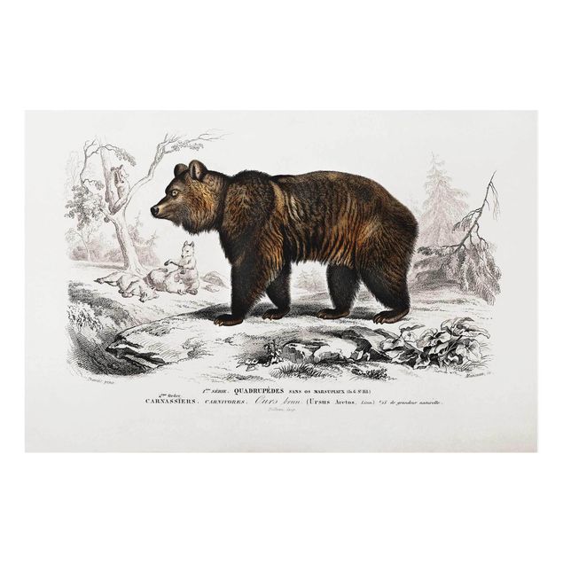 Prints animals Vintage Board Brown Bear