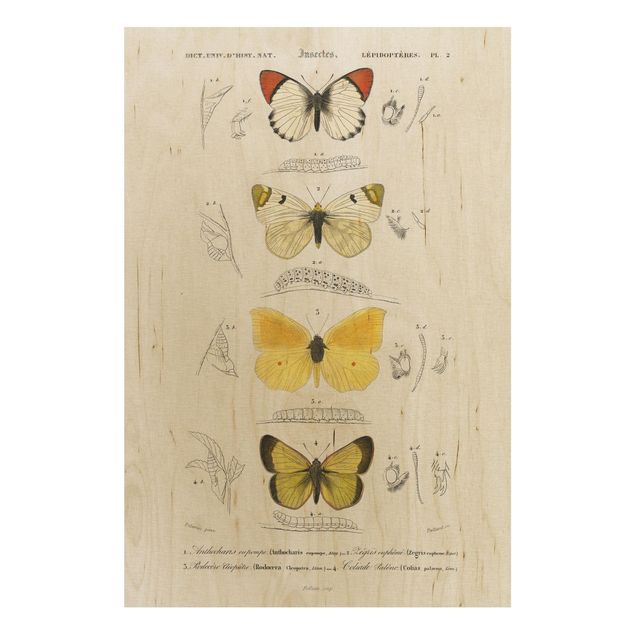 Wood prints vintage Vintage Board Butterflies II