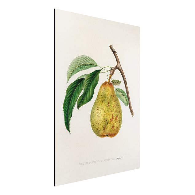 Kitchen Botany Vintage Illustration Yellow Pear