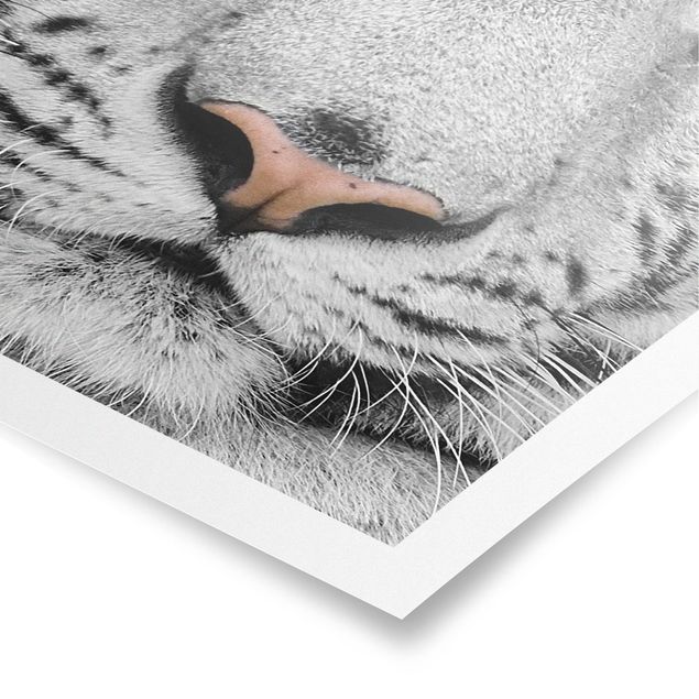 Prints modern White Tiger