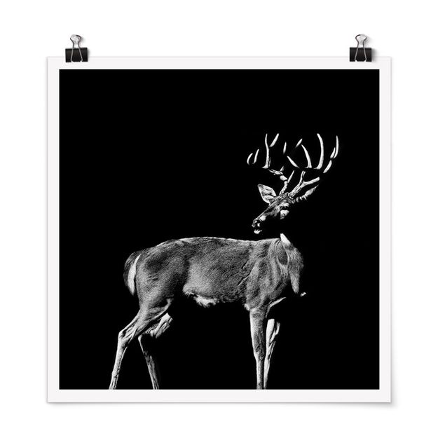 Prints animals Deer In The Dark