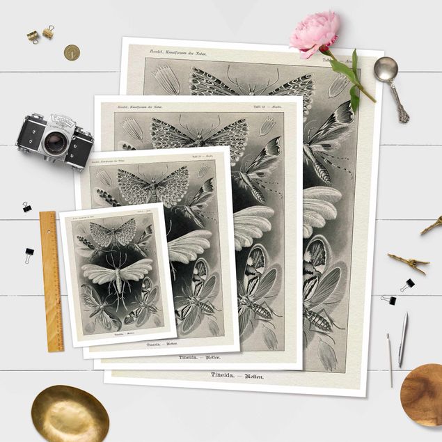 Poster print Vintage Board Moths And Butterflies