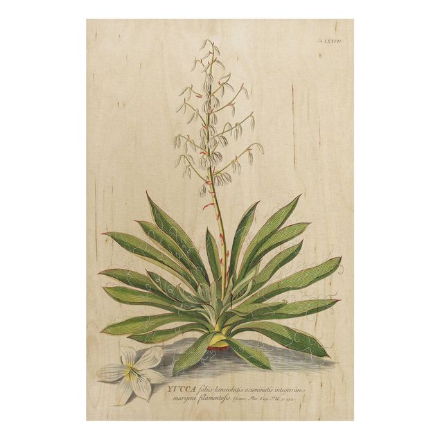 Wood prints flower Vintage Botanical Illustration Yucca