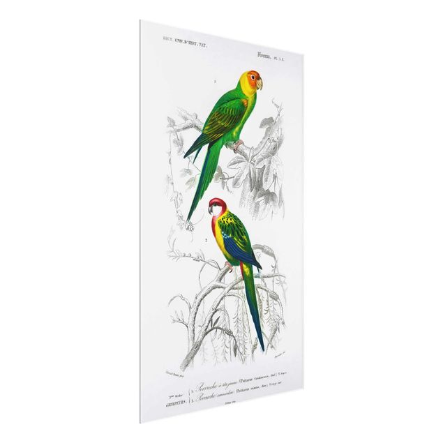 Prints flower Vintage Wall Chart Two Parrots Green Red