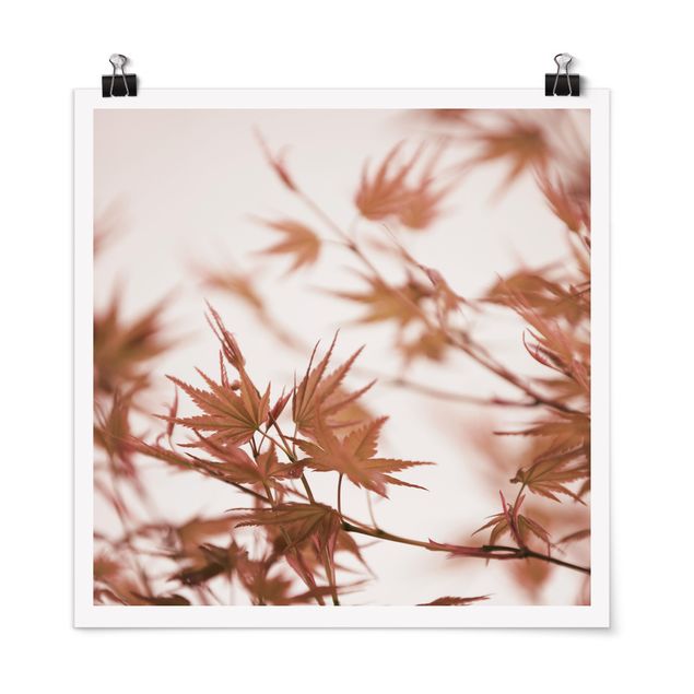 Prints modern Maple Leaf In Autumn Sun
