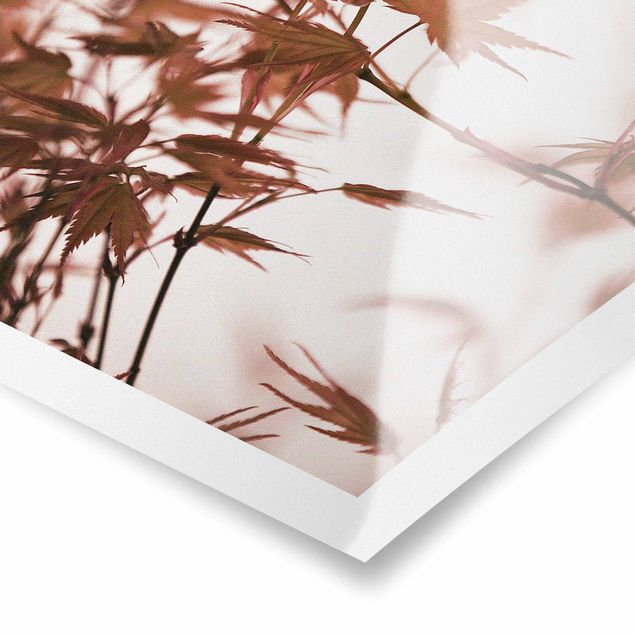 Monika Strigel Art prints Maple Leaf In Autumn Sun