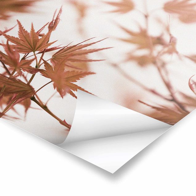 Prints Maple Leaf In Autumn Sun