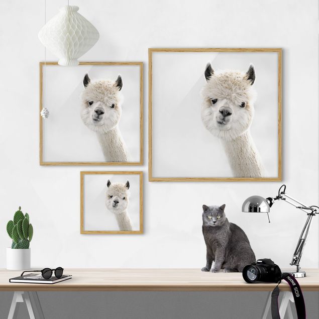 Framed animal prints Alpaca Portrait