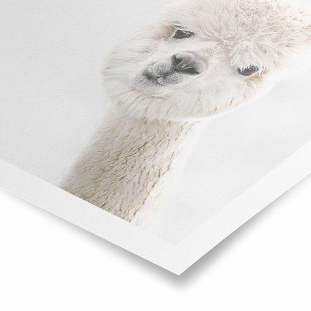 Posters animals Alpaca Portrait