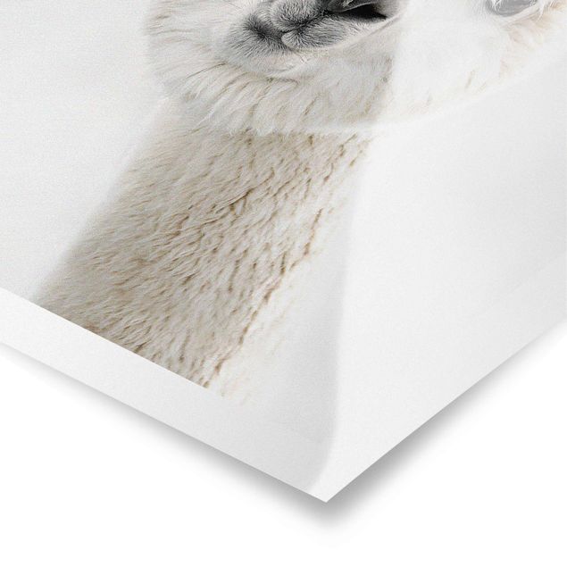 Monika Strigel Art prints Alpaca Portrait