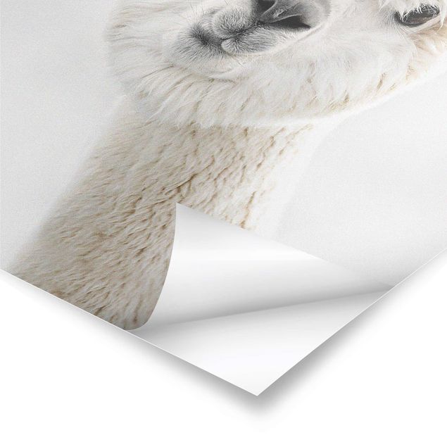 Prints Alpaca Portrait
