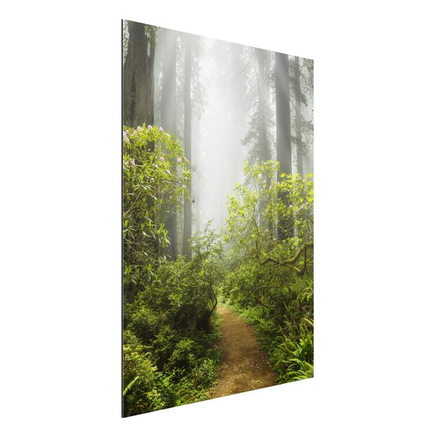 Kitchen Misty Forest Path
