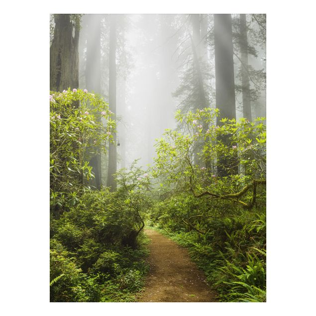 Landscape canvas prints Misty Forest Path