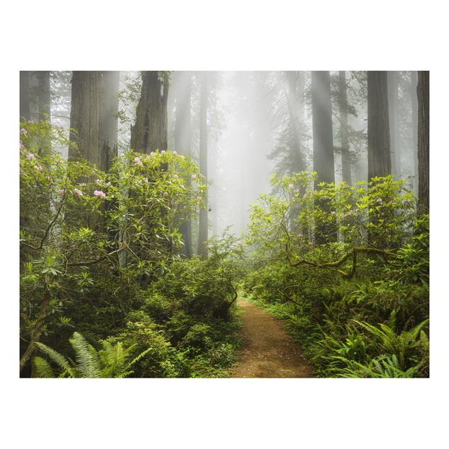 Landscape canvas prints Misty Forest Path