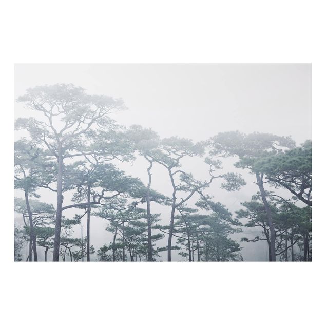 Prints landscape Treetops In Fog