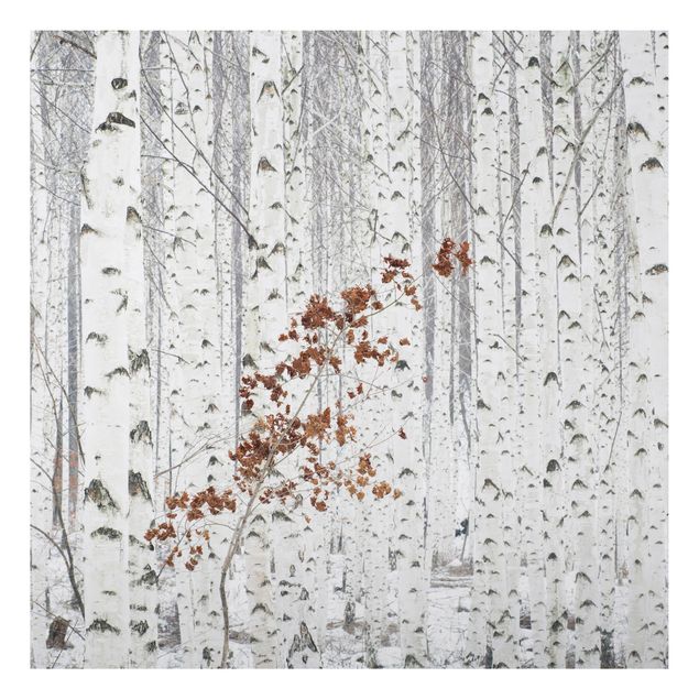 Prints landscape Birch Trees In Autumn